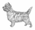 Cairn Terrier F&ouml;rderverein